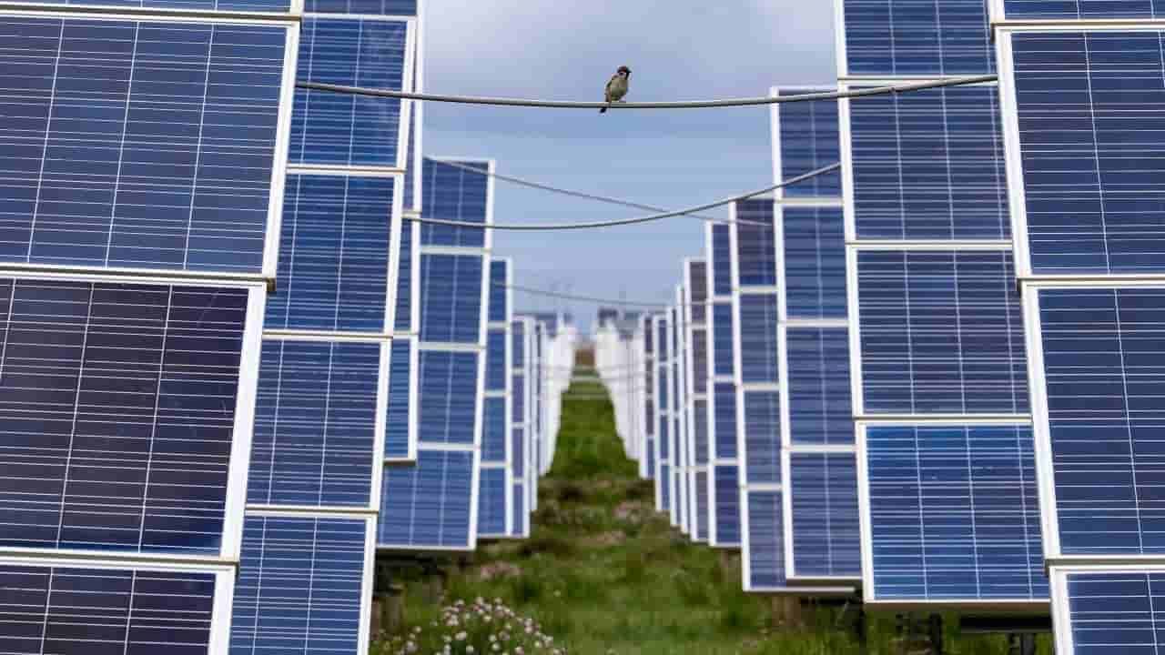 China solar farms may be harming bird populations, study finds