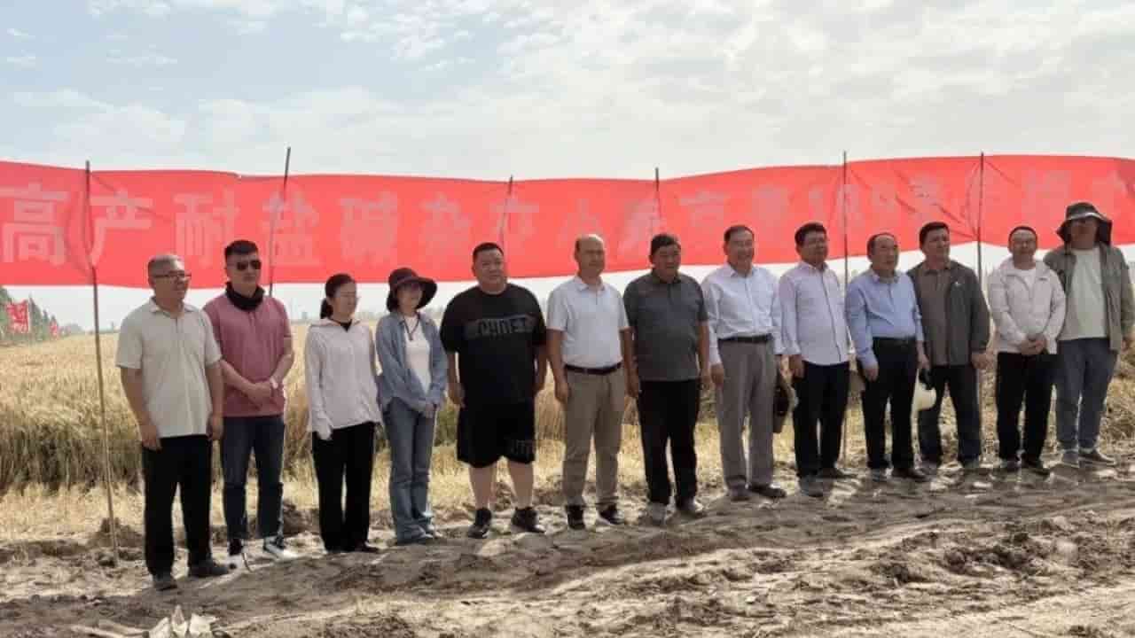 China's Taklamakan Desert wheat yield doubles national average in trial