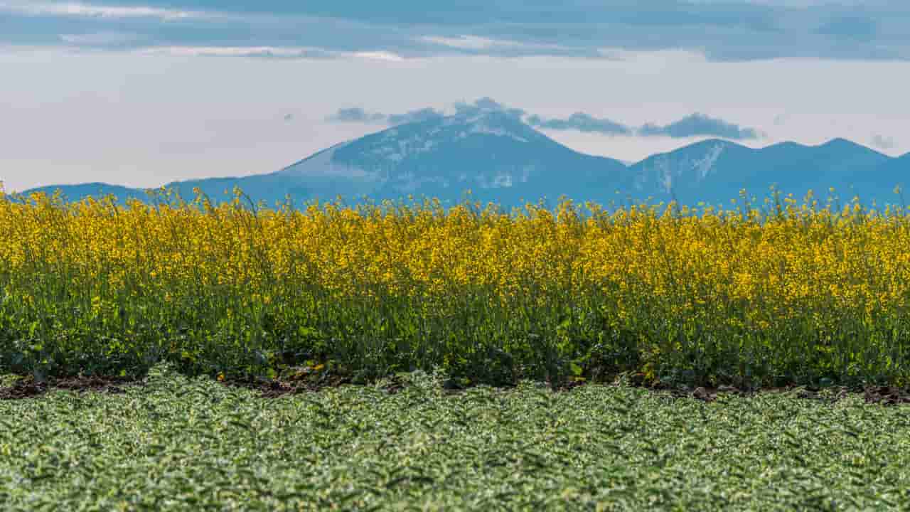 Bunge to process BASF's InVigor Gold canola seed