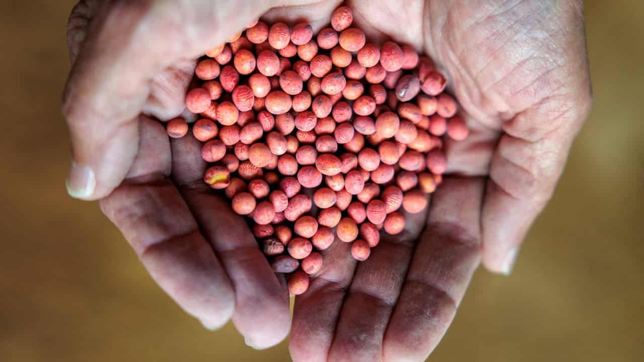 China Buys US Soybeans for Fall Delivery