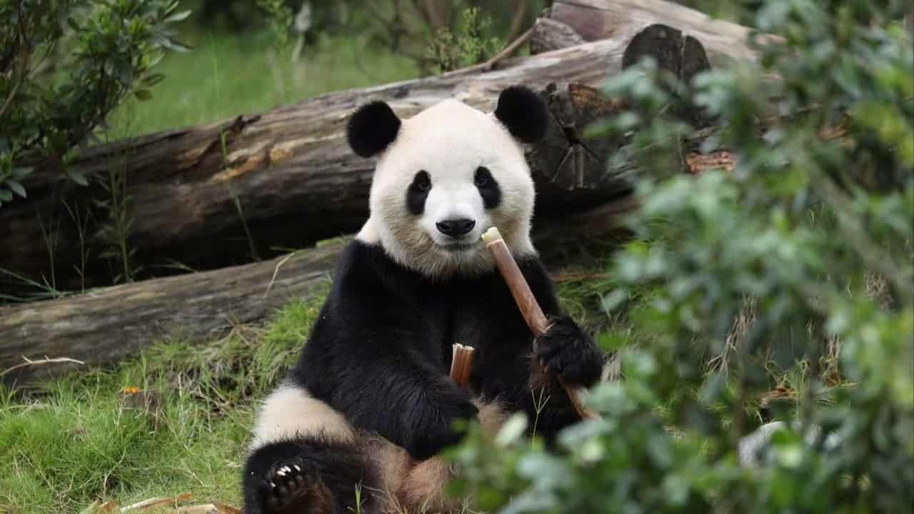 China recalls pandas from Japan, sends new pair to US