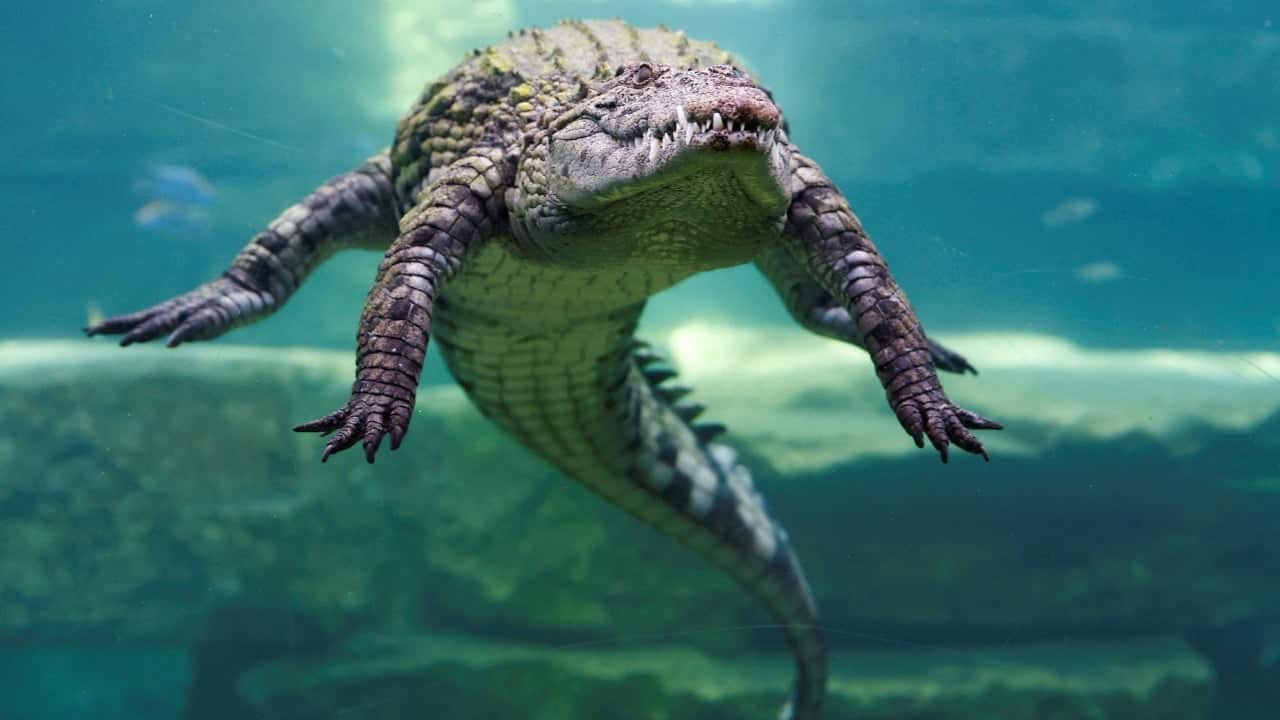 Israel approves use of crocodiles to prevent prison escapes