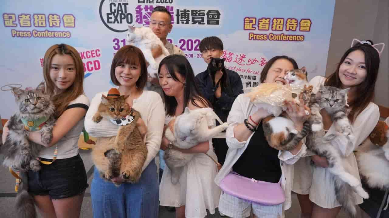 Hongkongers Spend Record HK$2,000 Monthly on Cats