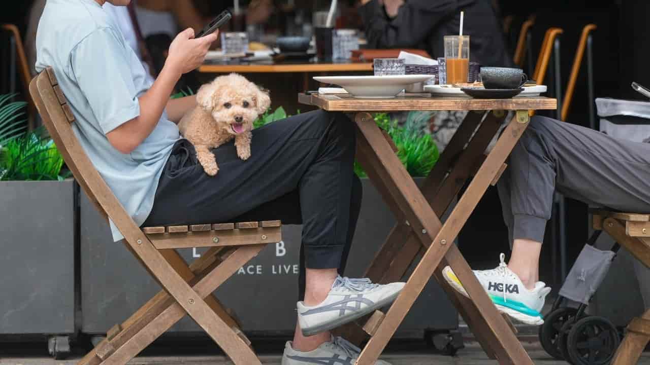 Restaurants protest dog-friendly licence policy impacting outdoor dining