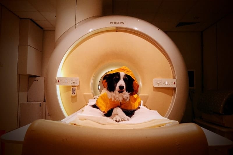 Dogs can differentiate between happy and sad human faces, study finds