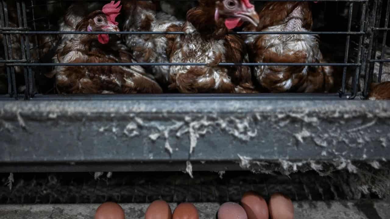 Malaysia's egg production declines amid haze concerns