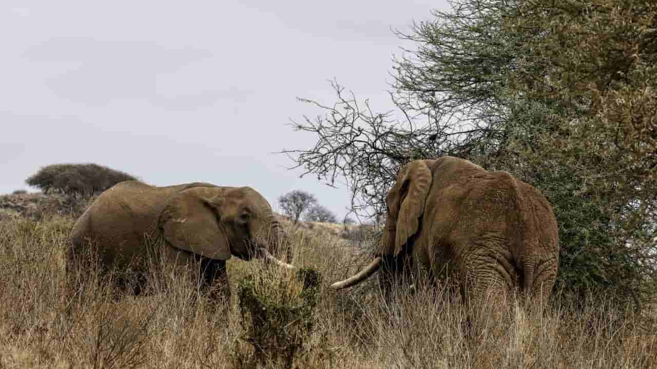 Kenya investigates 18 elephant deaths, 4 arrested
