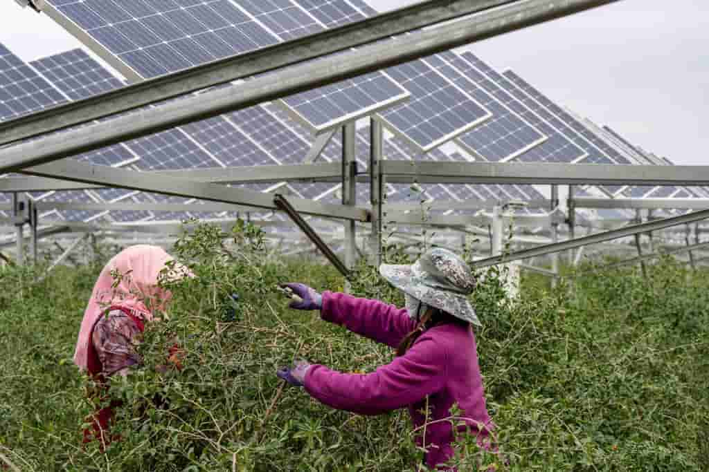 China Solar Installations Seen Plunging 66% in 2026 on Policy Shift