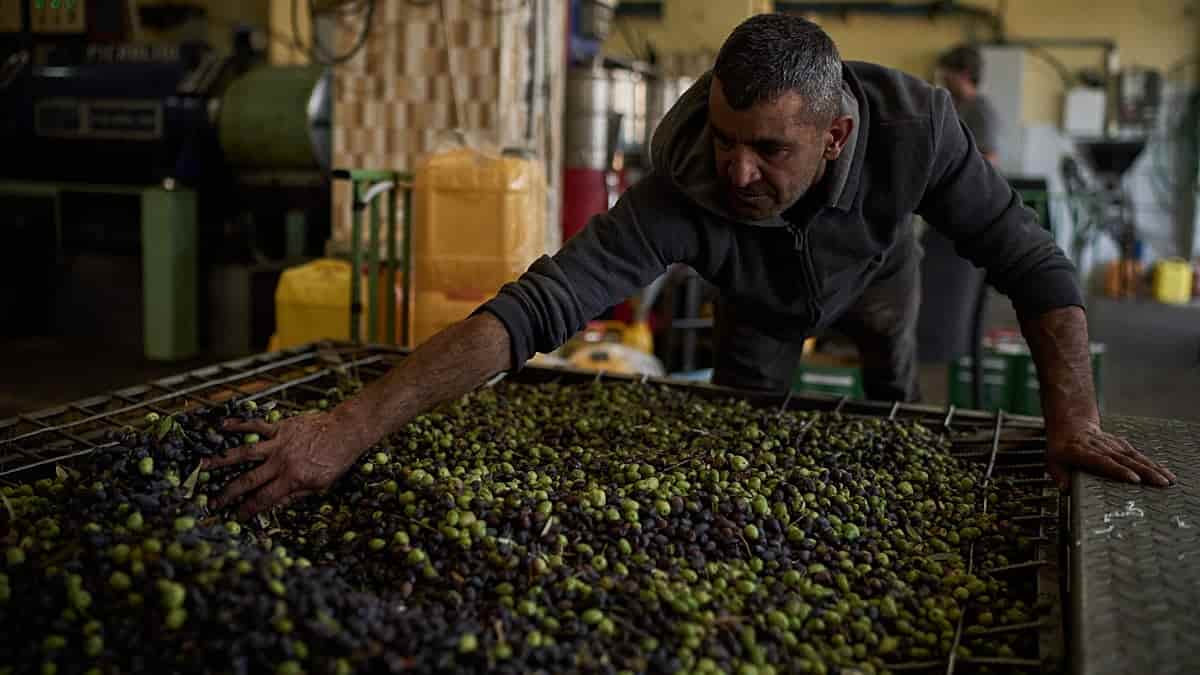 Italy seeks release of five activists held by Israel in West Bank
