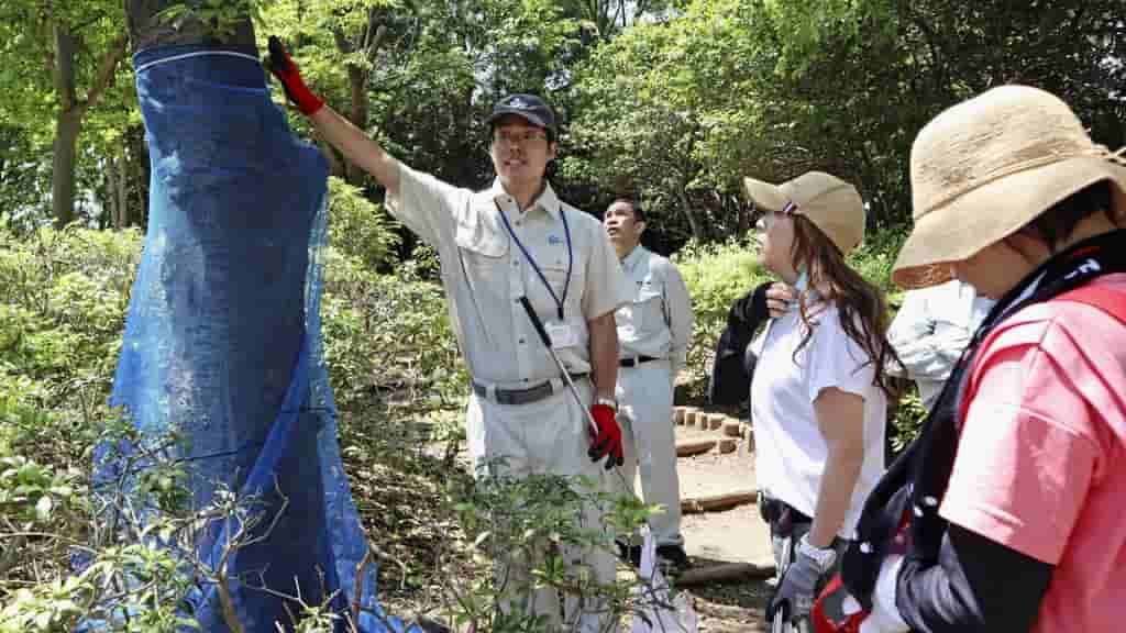 Japan seeks $43 million to combat invasive beetle threatening cherry trees