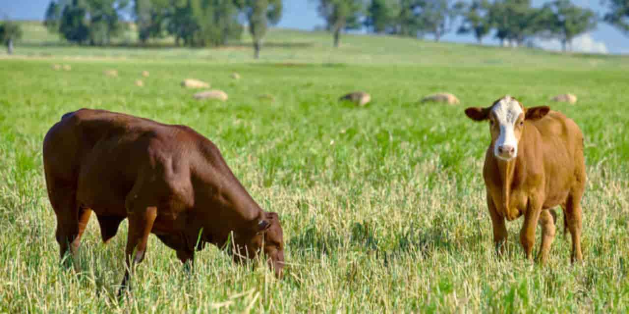 Japan beef imports shift to Australia amid US drought