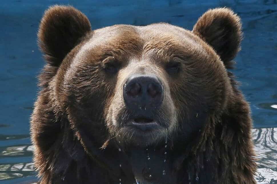 Russia plans measures to control bear population after 22 deaths