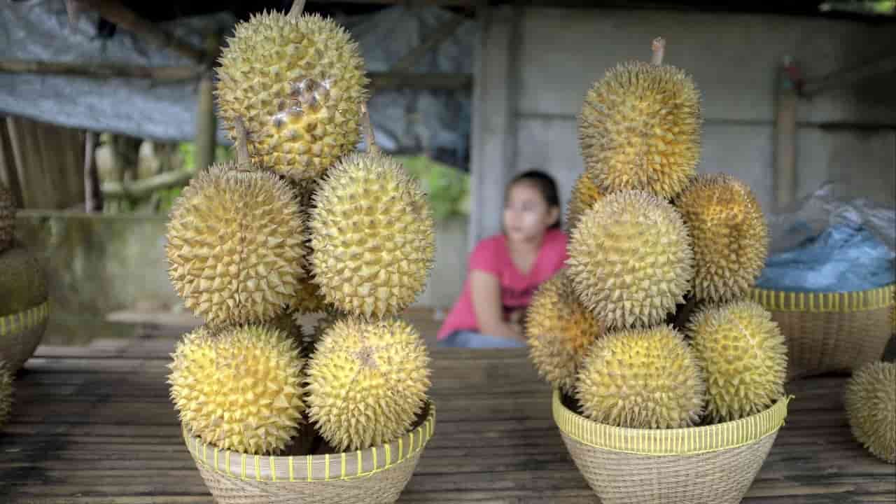 Indonesian durian farmers stand to benefit from minister’s visit to China
