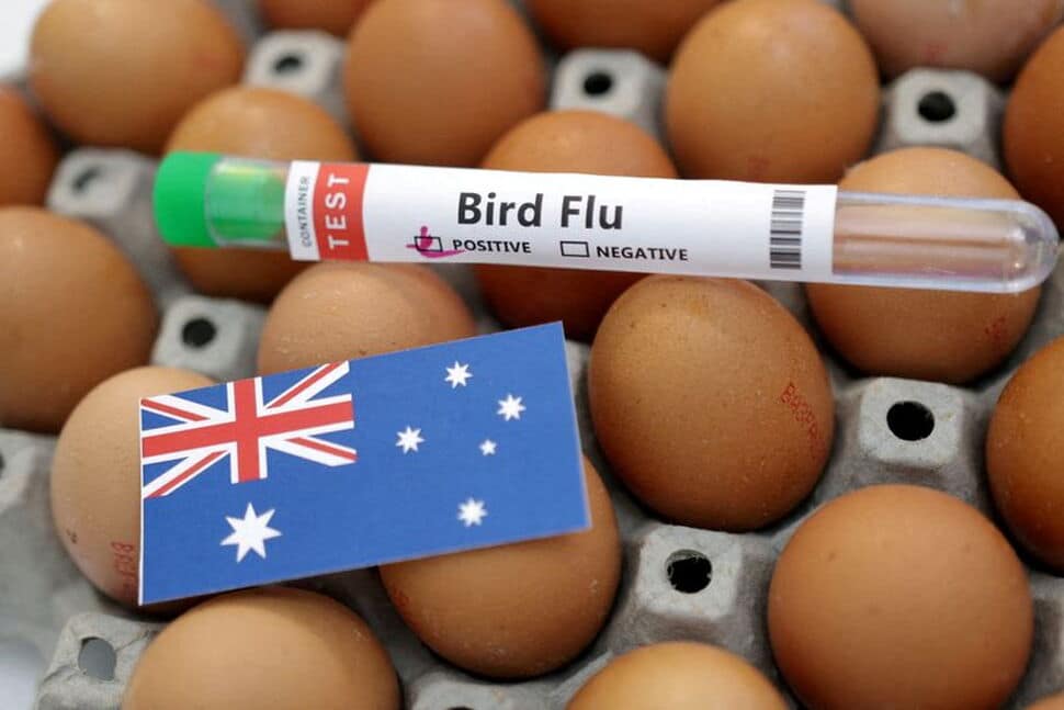Australia Ramps Up Bird Flu Testing; PNG Blocks Poultry Imports