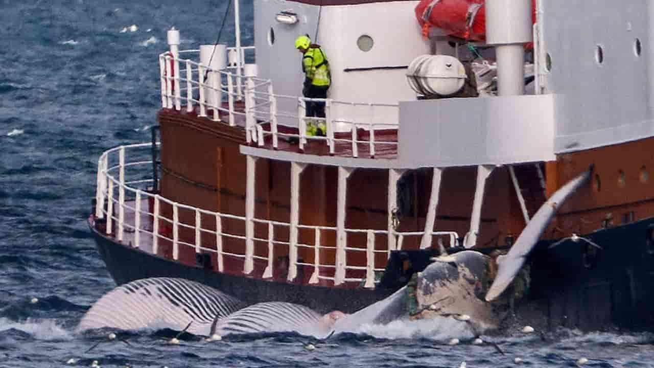 Iceland whaling ban plan isolates Japan