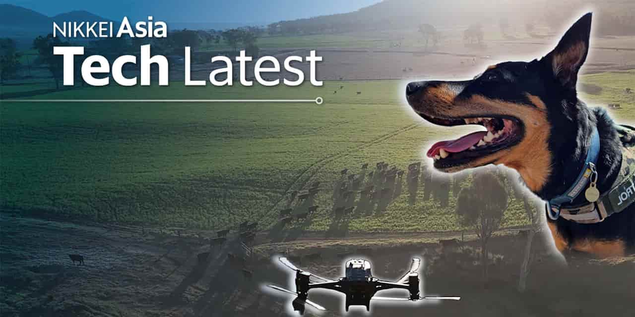 Australian startups leverage AI and drones to aid working dogs