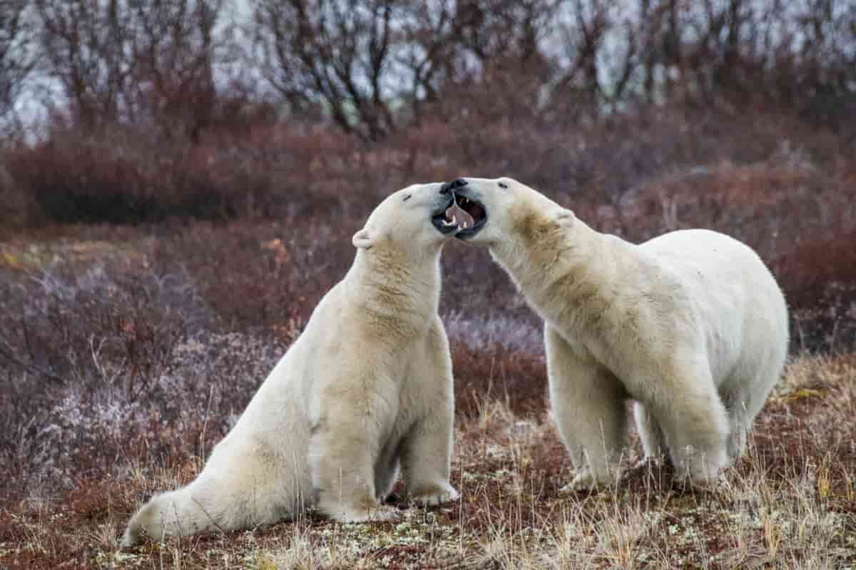 AI doorbell cameras tested to alert people to approaching polar bears