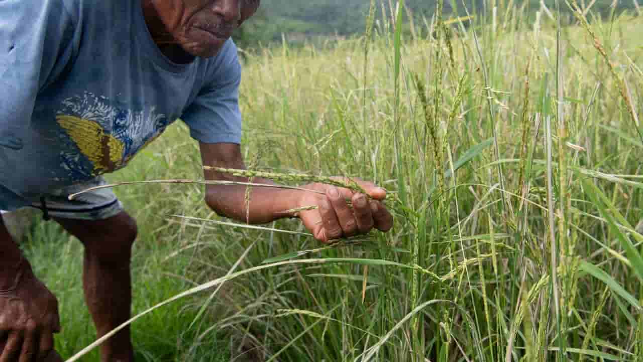 Philippine rice output risks 30% collapse as El Nino strengthens