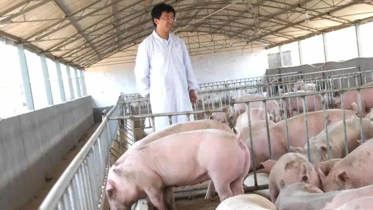 Chinese couple lose US$15 million pig farm in false fraud arrest