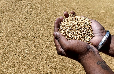 India Lifts Export Restrictions on Wheat and Flour