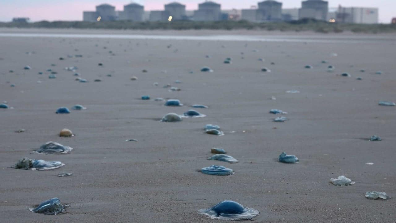 Jellyfish force shutdown of 3 reactors at French nuclear power plant