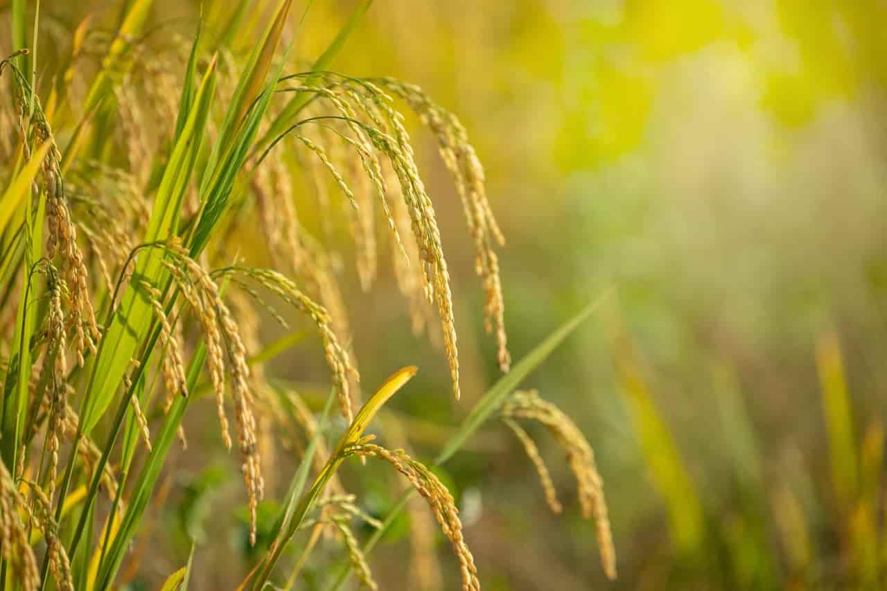 Iraq buys 88,000 tons of U.S. long-grain rice