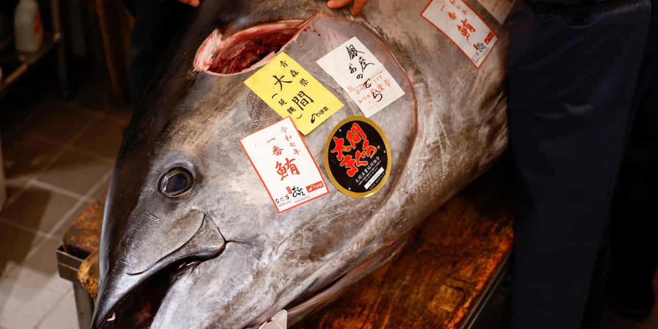 Mexico blocks Japan's bluefin tuna quota expansion plan