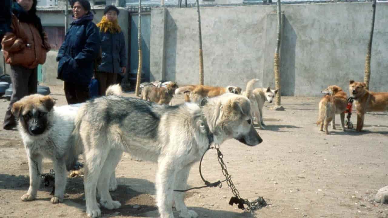 China retaliates on US sanctions; North Korea’s dog meat advisory