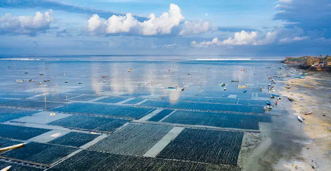 Irish Seaweed Industry Threatened by Canadian Company's Exclusive Harvesting Bid
