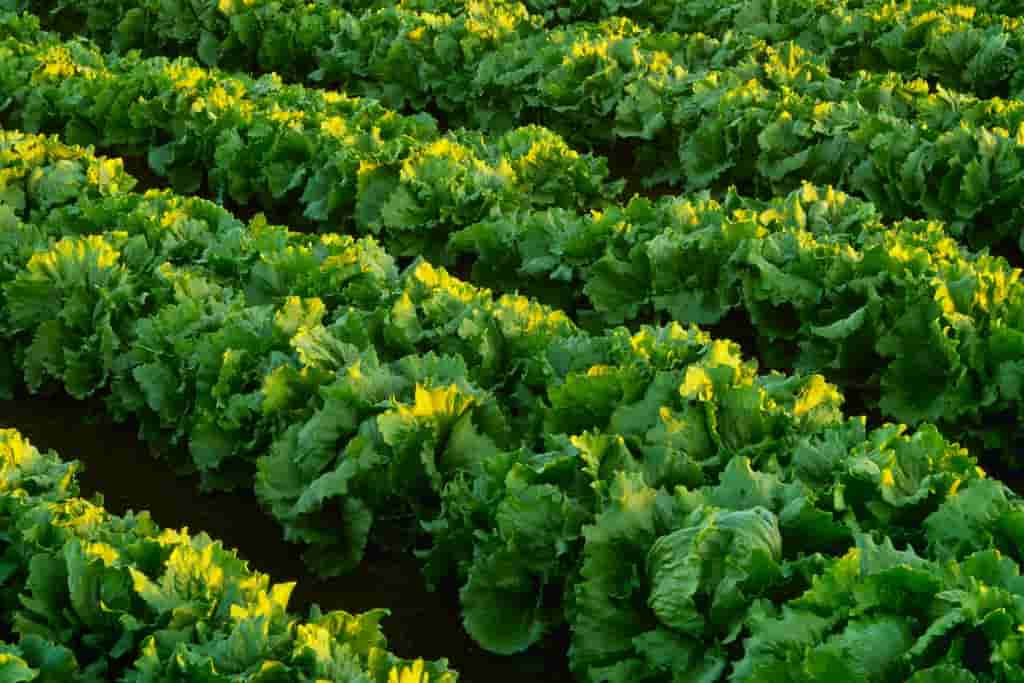 Taco Bell lettuce linked to US cyclosporiasis outbreak