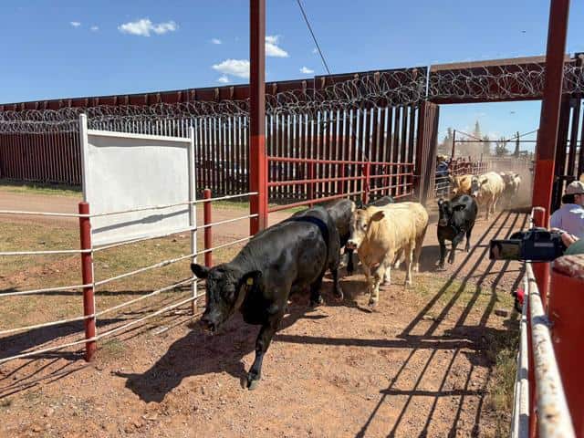 US farm agency to reopen New Mexico port for livestock trade next week