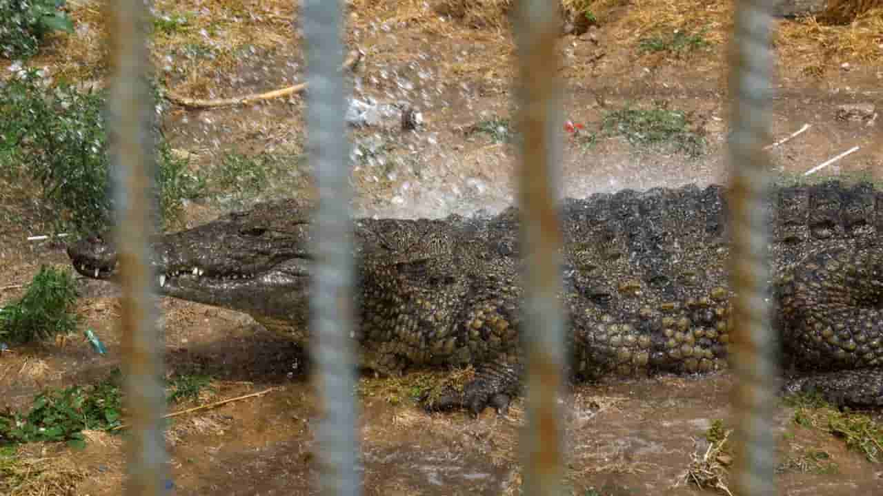 Israel moves to use crocodiles for Palestinian prisoner security