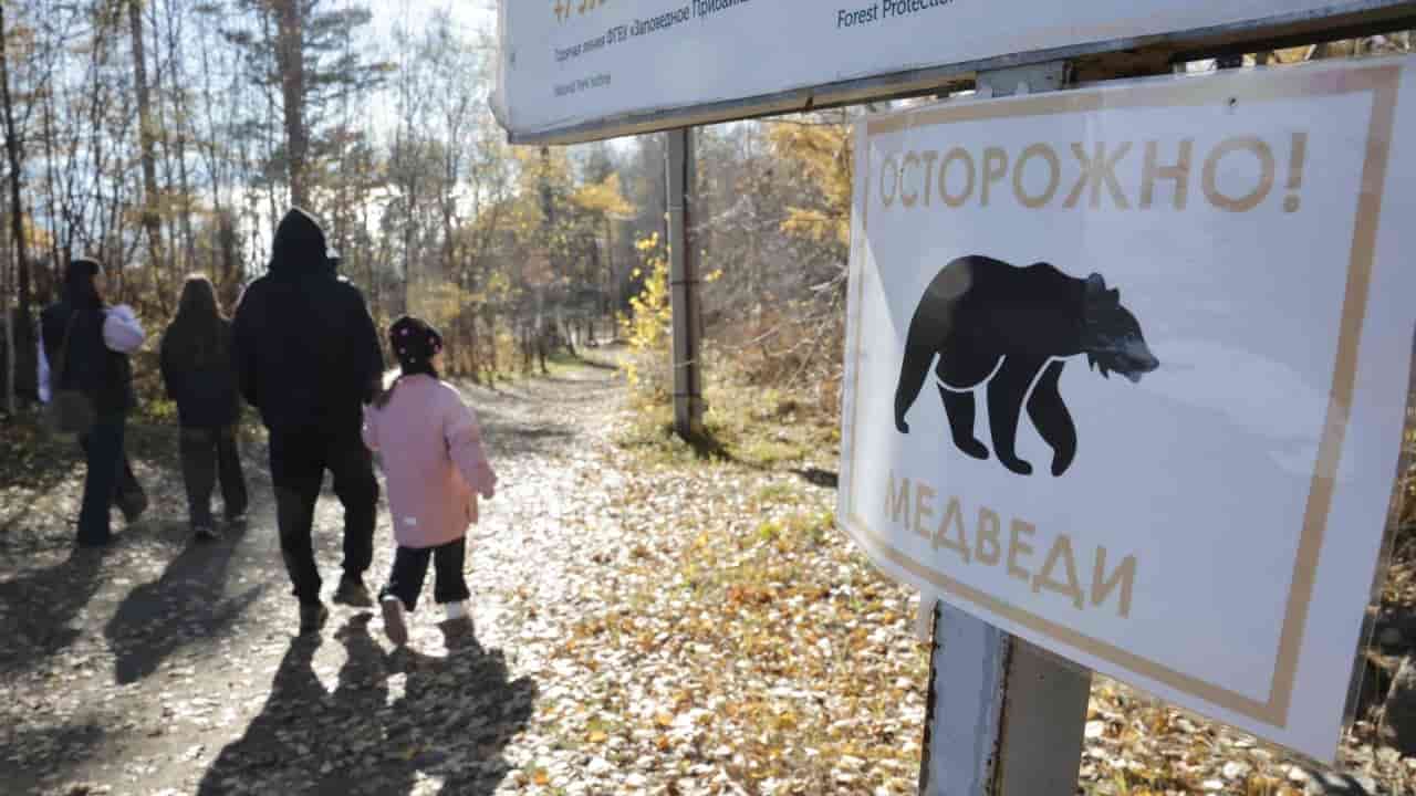 Russia culls over 3,000 bears amid deadly attack surge