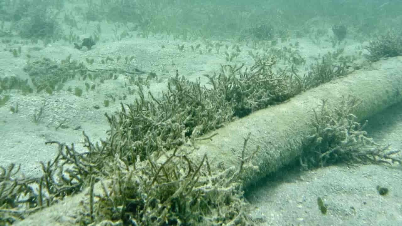 Australia urged to lead Indo-Pacific cable shield amid rising hybrid war risks