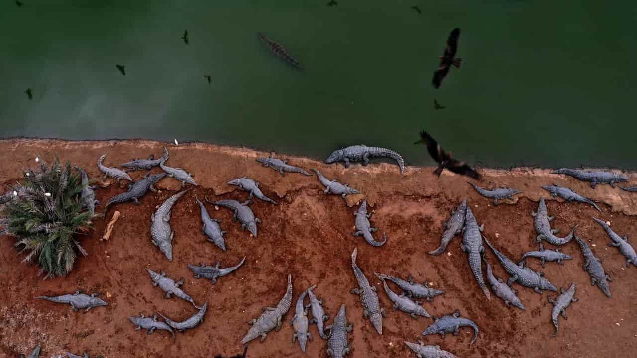 Ben Gvir's crocodiles are the latest weapon in Israel's animal warfare on Palestinians