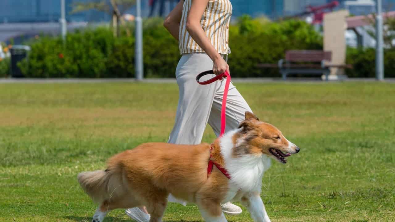 China tech city dog-walking limits criticized; some question how dogs can get sunshine