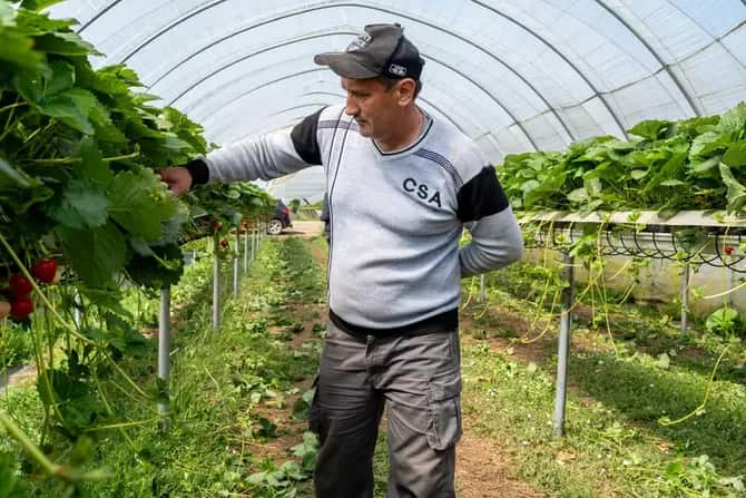 Central Asian Workers Fill UK Farm Labor Gaps Post-Brexit