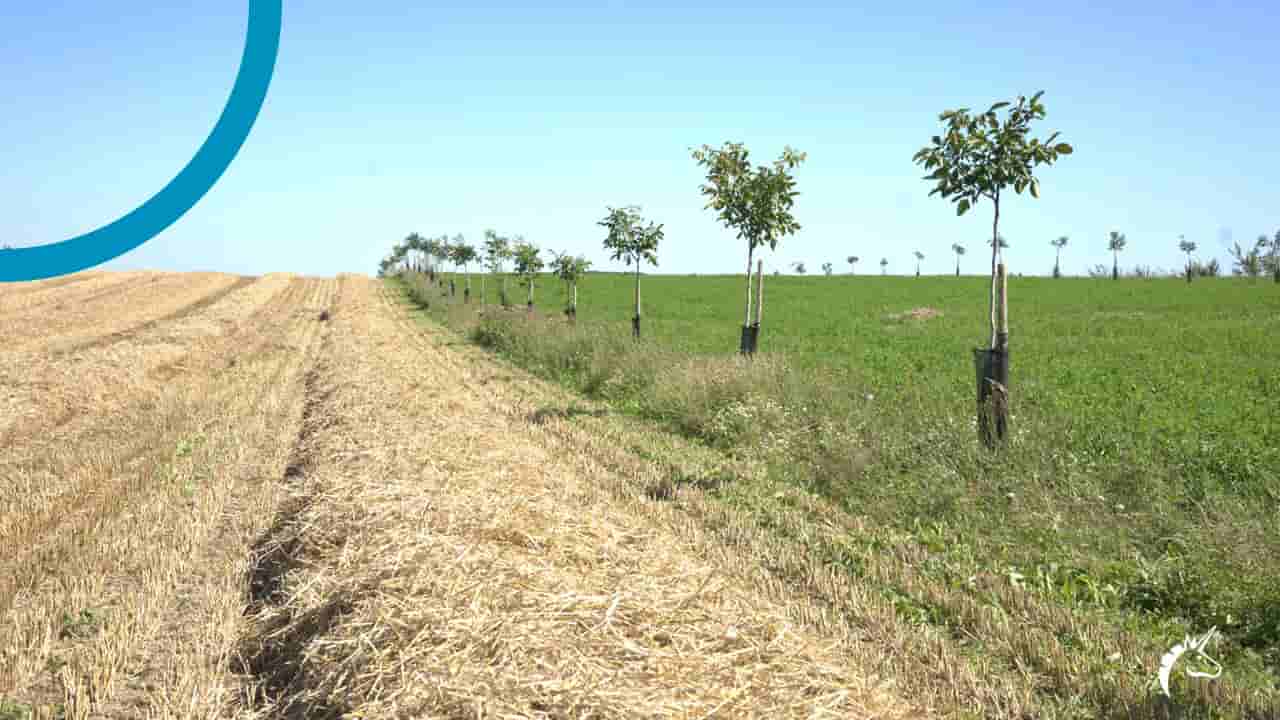 Puratos aims for 50% regenerative wheat sourcing by 2030