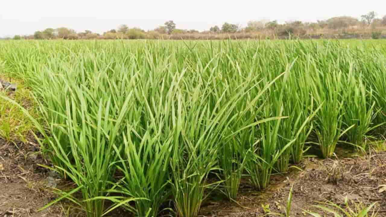 China's 'magic' rice seeds boost Nigerian farmers' yields and incomes