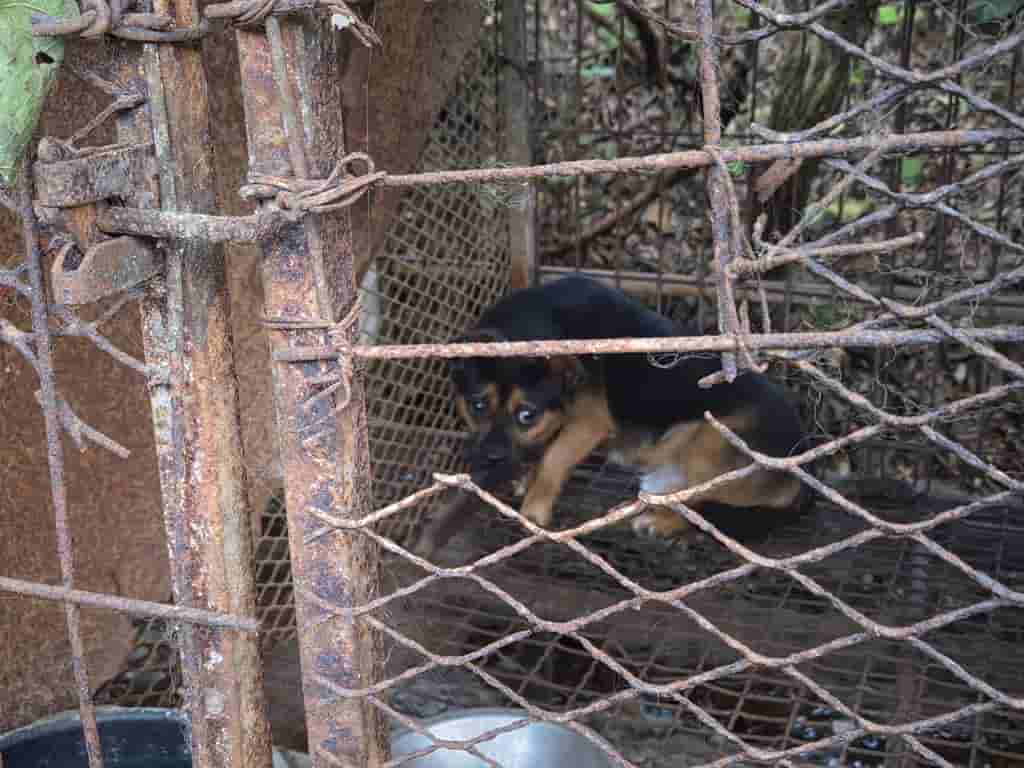 South Korea's dog meat industry faces uncertain future despite ban