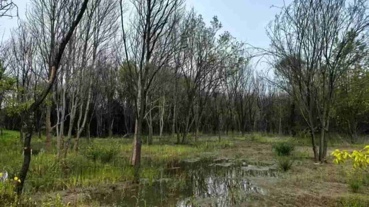 Beijing's tree die-off reveals hidden risks of rapid underground water recovery