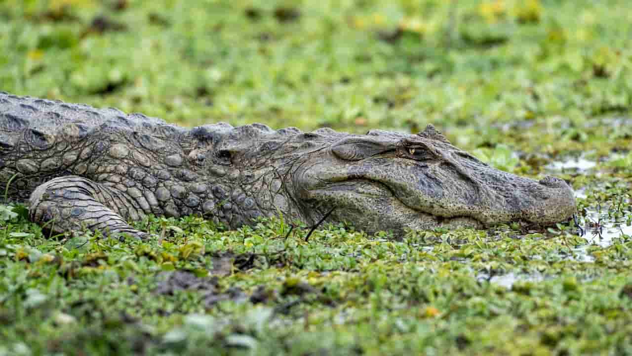 Man arrested after 3-year-old boy critically injured in crocodile enclosure