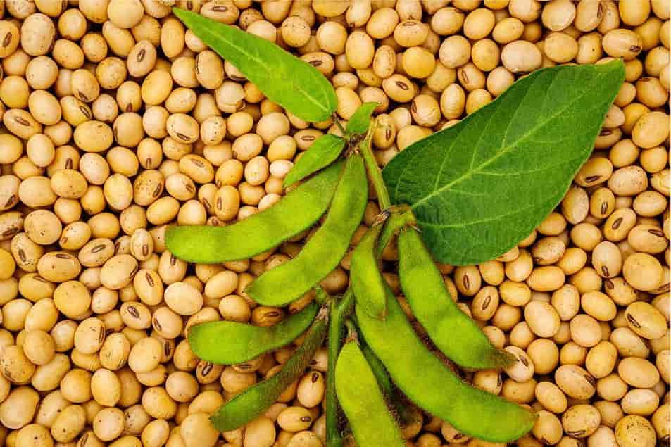 Bartlett and SRSP to combine soybean crush businesses
