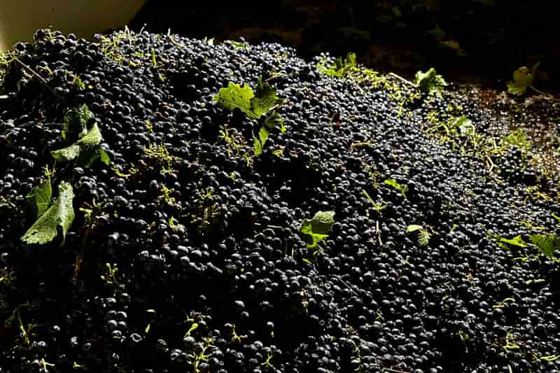 California grape farmers face unsold harvest as wine demand slumps