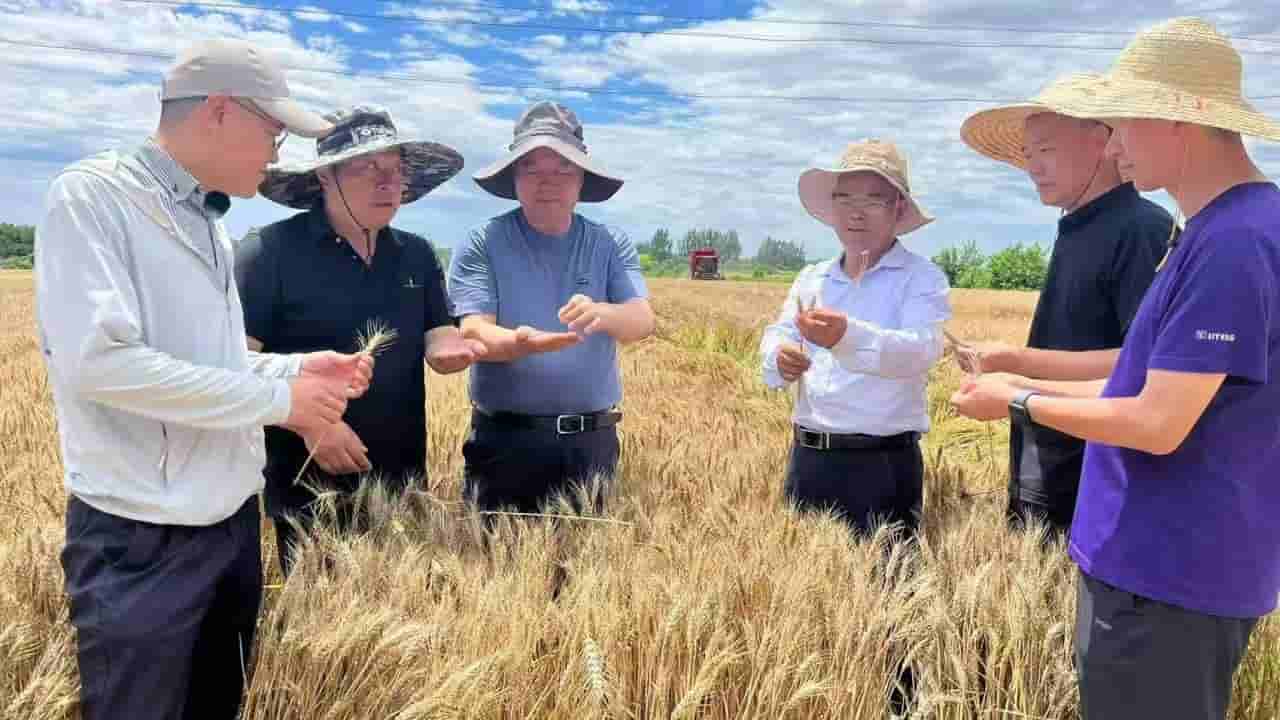 China boosts food production with new technologies