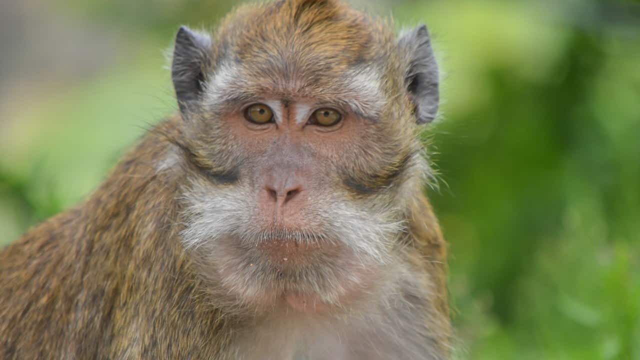 China's biotech sector faces growth hurdles amid monkey shortage