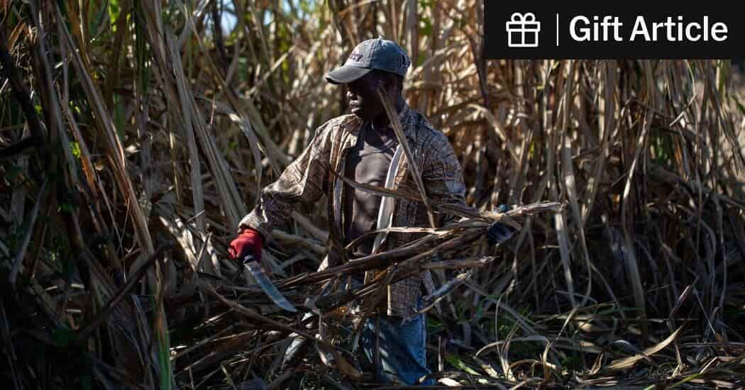 Sugar Importer With Trump Ties Accused of Continued Labor Abuses