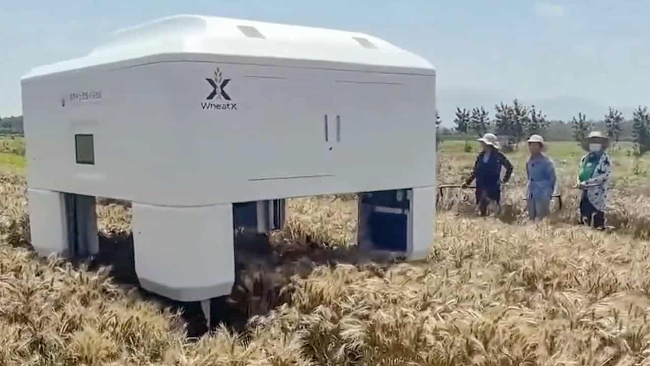 China unveils AI robot for wheat breeding