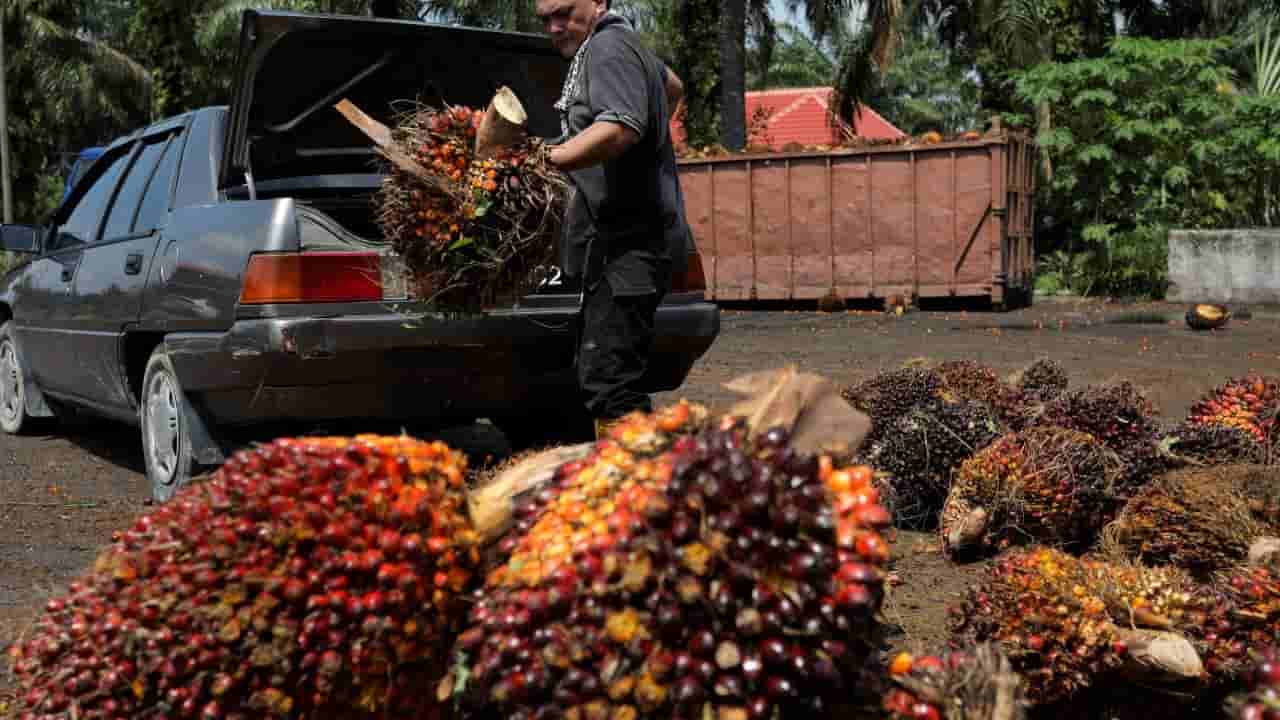 Malaysia explores palm oil for data center cooling amid water demand