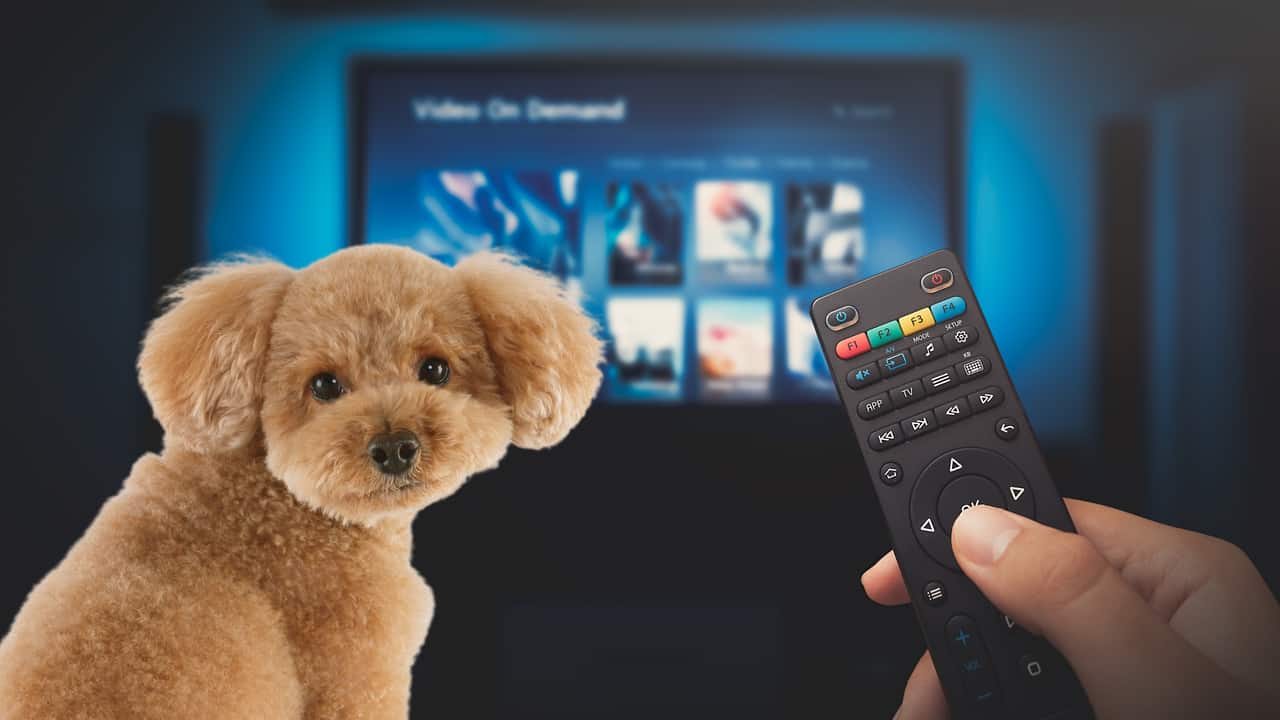 Streaming Services Integrate Third-Party Apps, Dog-Focused Content Grows
